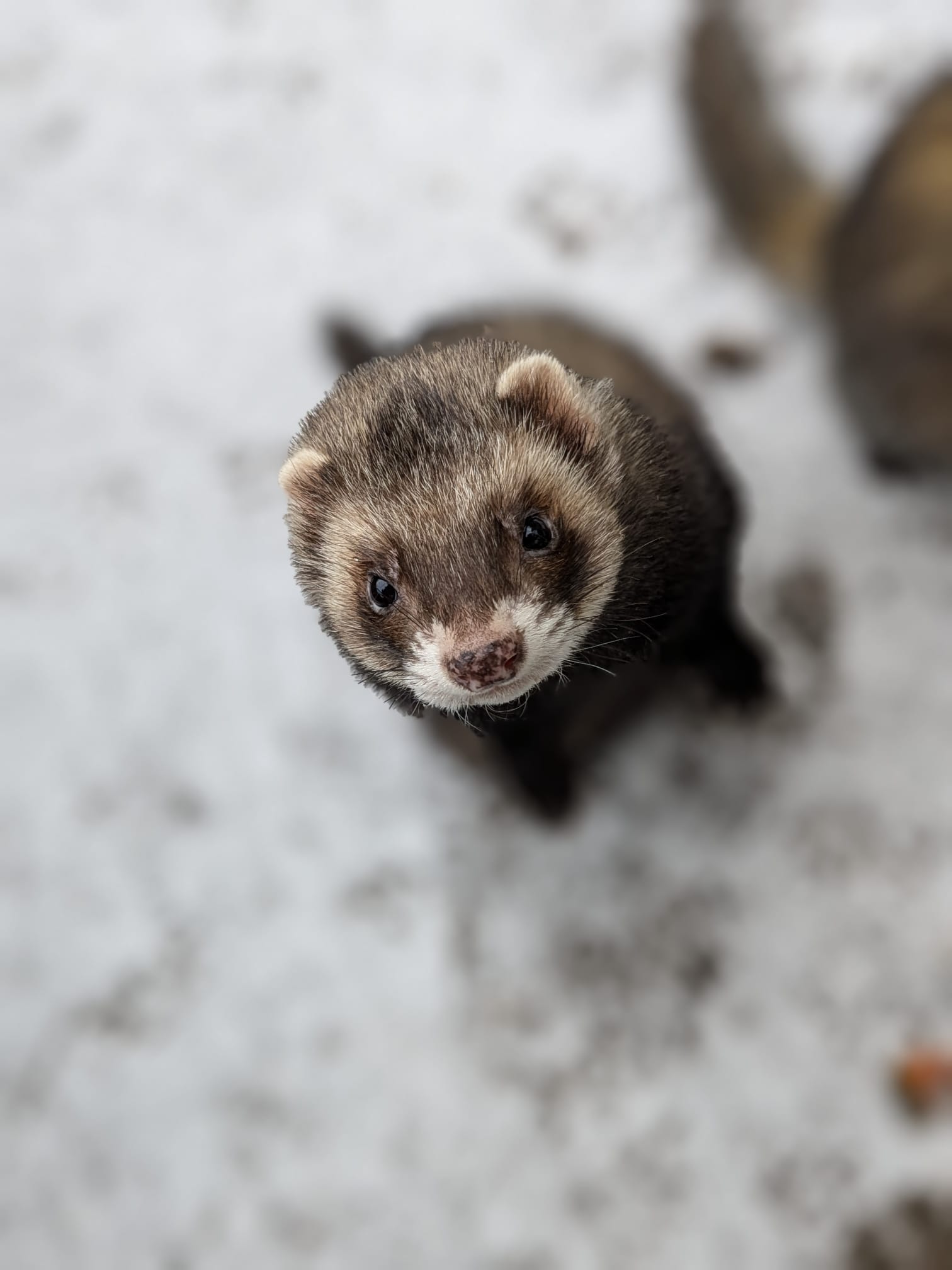 Winterschlaf im Tiergarten Neustrelitz? Von wegen.