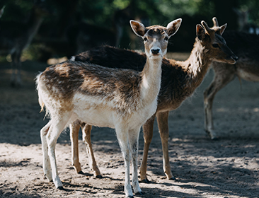 Internationaler Tag der biologischen Vielfalt im Tiergarten Neustrelitz (22. Mai)