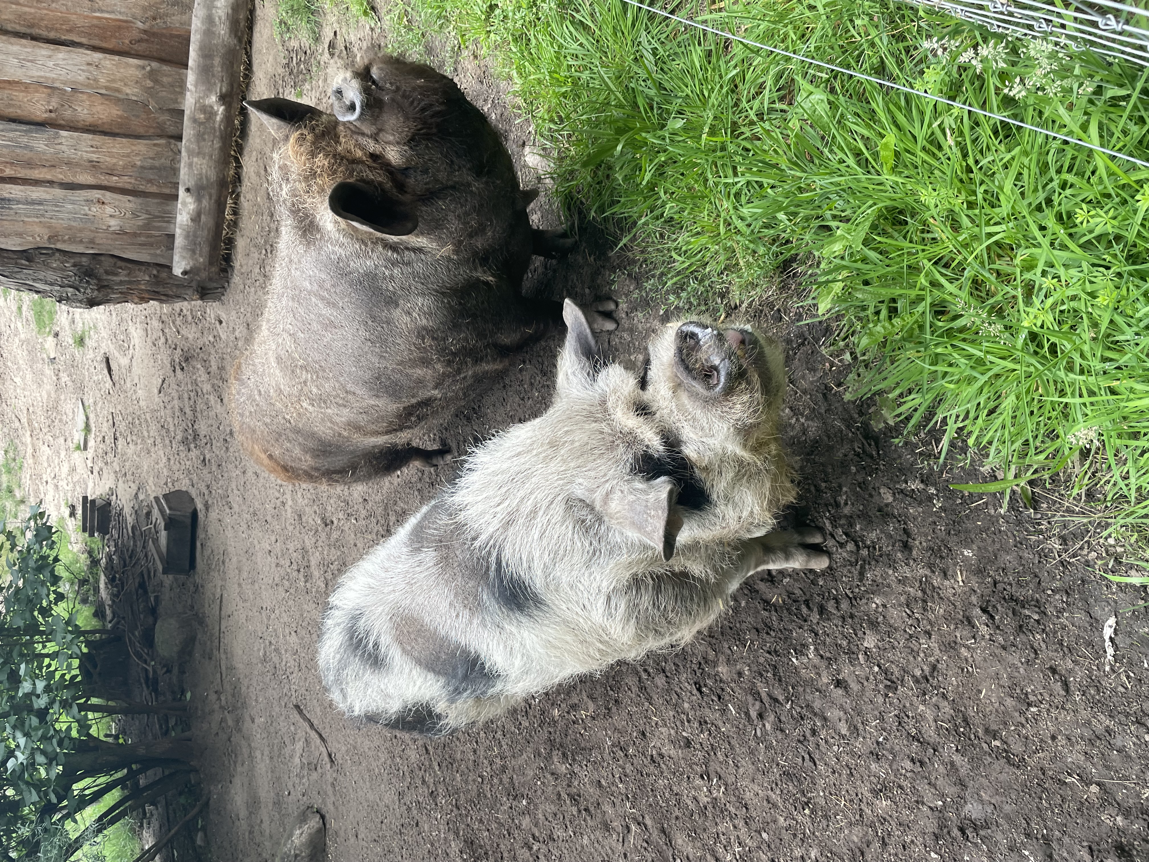 Abschied von unseren Kune Kune Schweinen