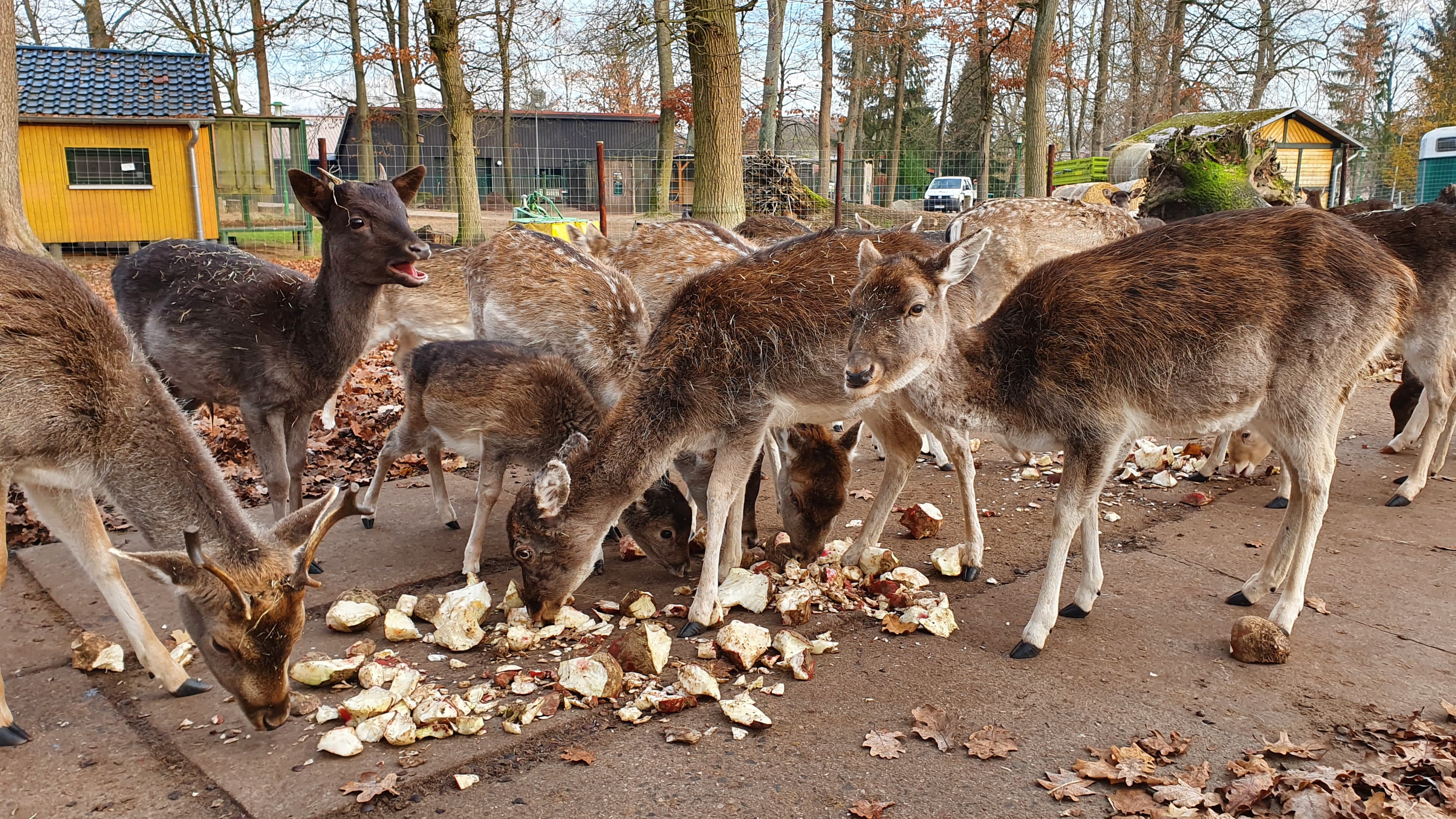 Kastaniensammeln für die Tiere im Tiergarten Neustrelitz