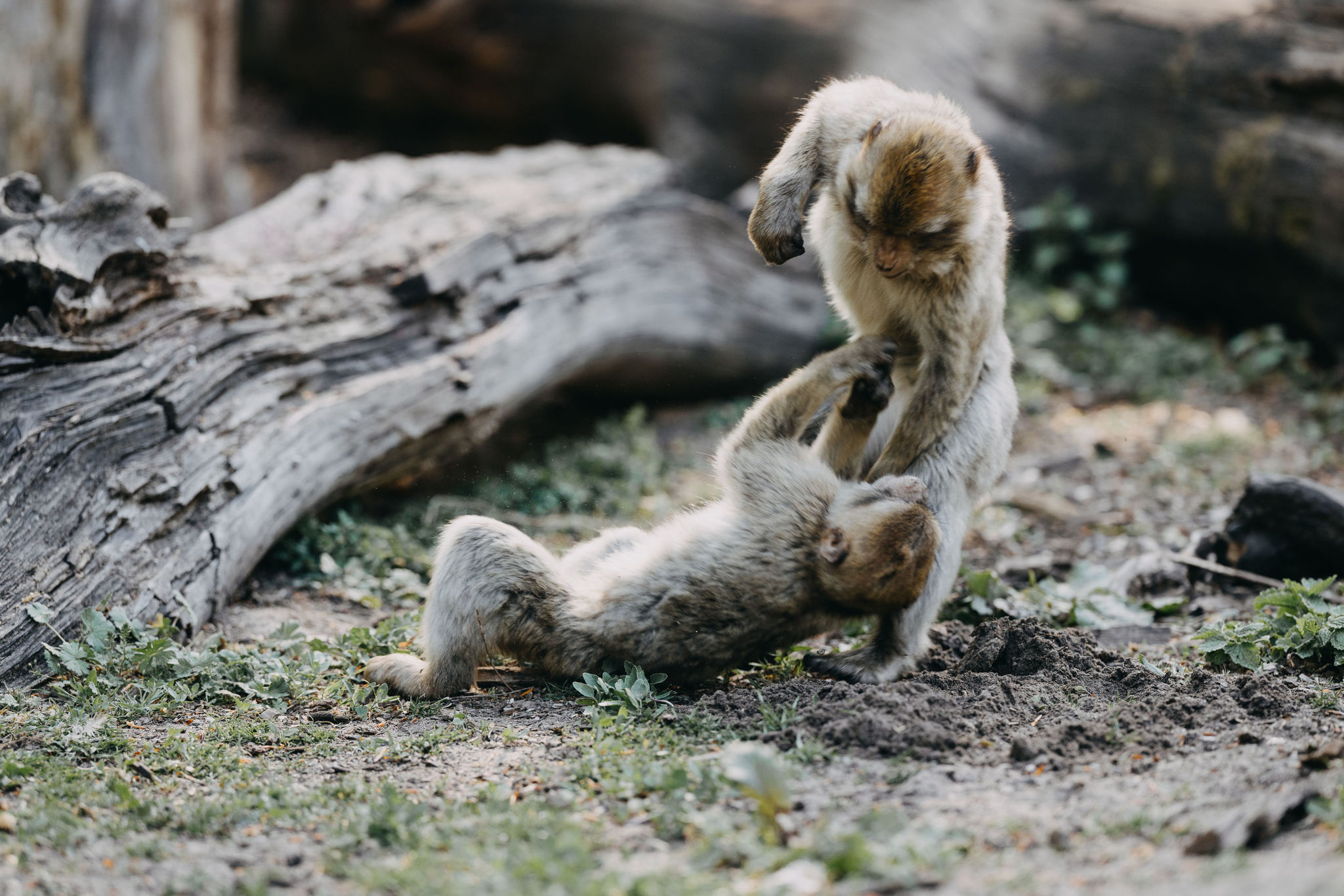 Schüler Praktikum im Tiergarten