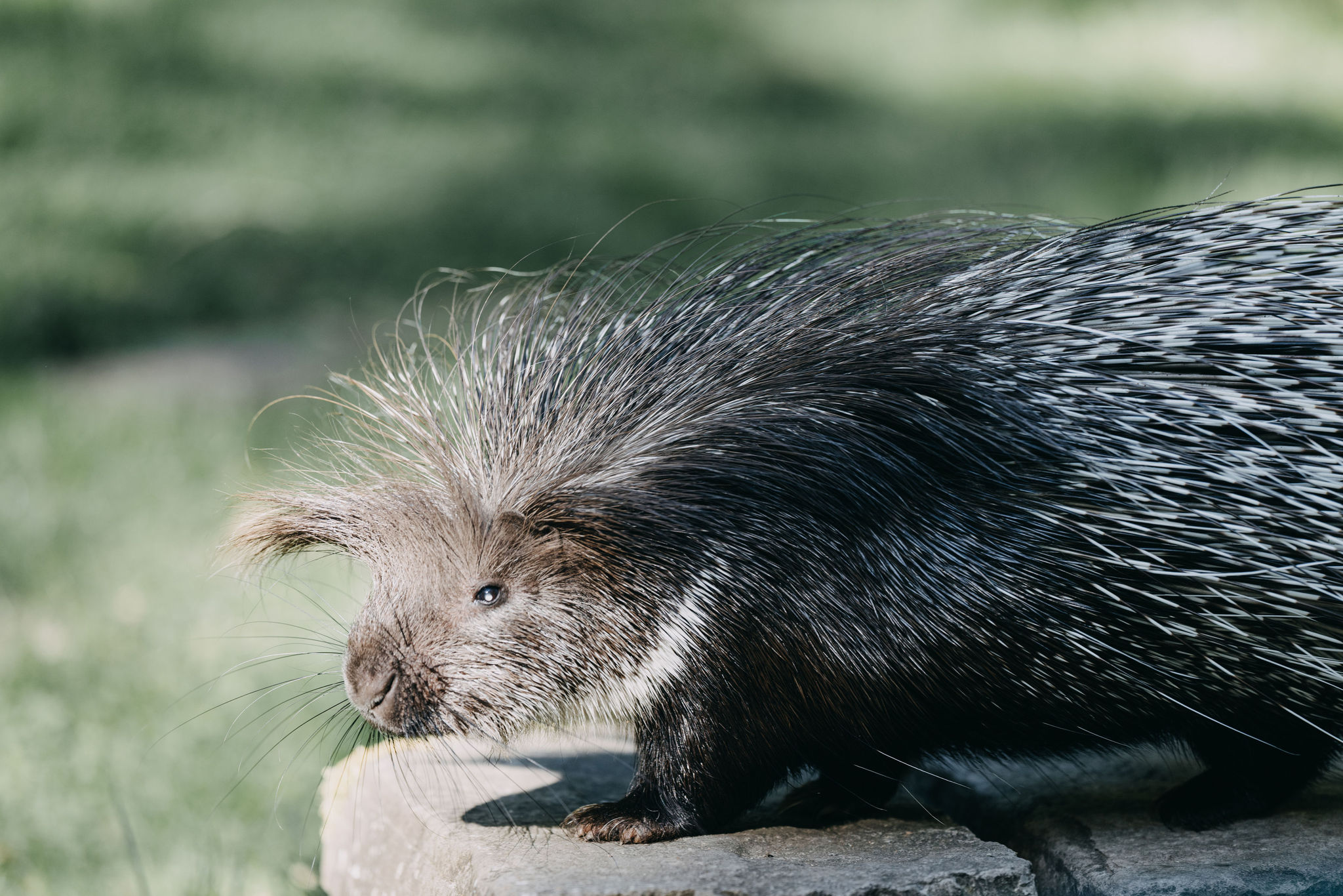 Achtung! Tiergarten am Freitag ab 14 Uhr geschlossen Achtung! Tiergarten am Freitag ab 14 Uhr geschlossen