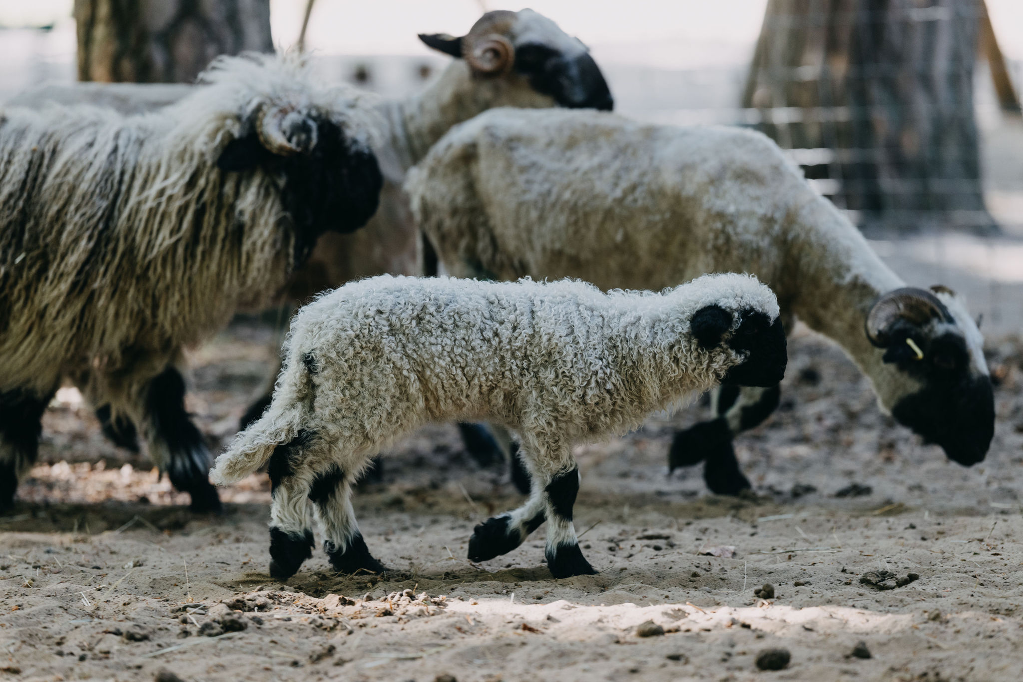 Studenten – Praktikum im Tiergarten