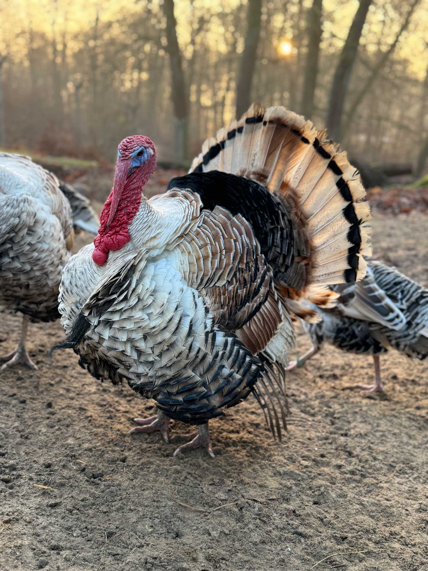 Öffnungszeiten Tiergarten