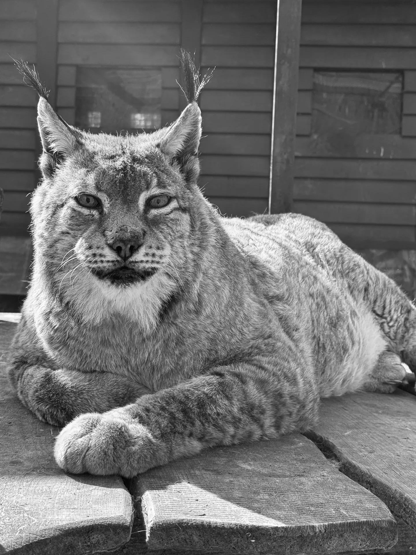 Abschied von unserem Luchs Tarek Abschied von unserem Luchs Tarek