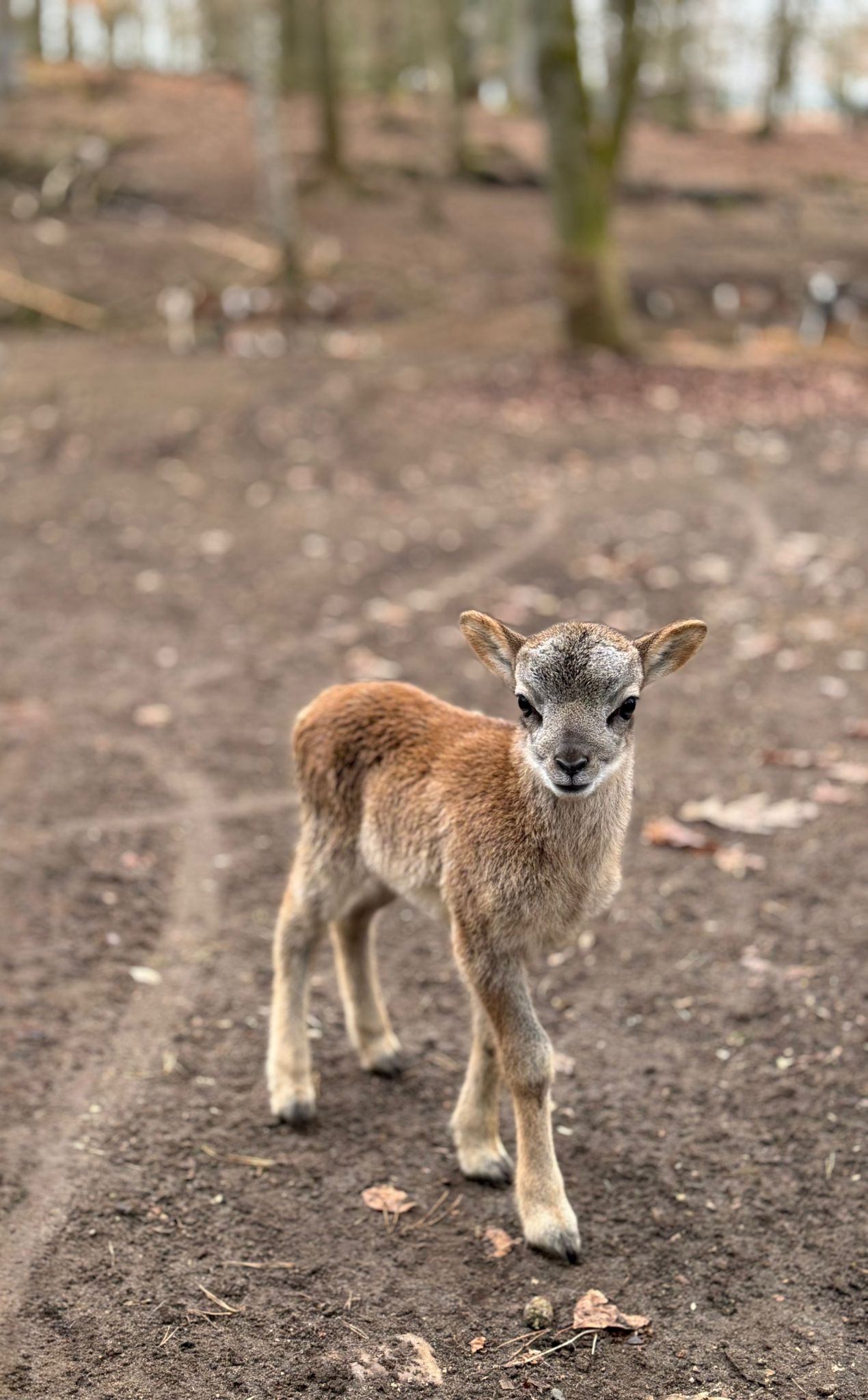 Mit einer Oster-Rallye startet die Tiergartensaison 2026