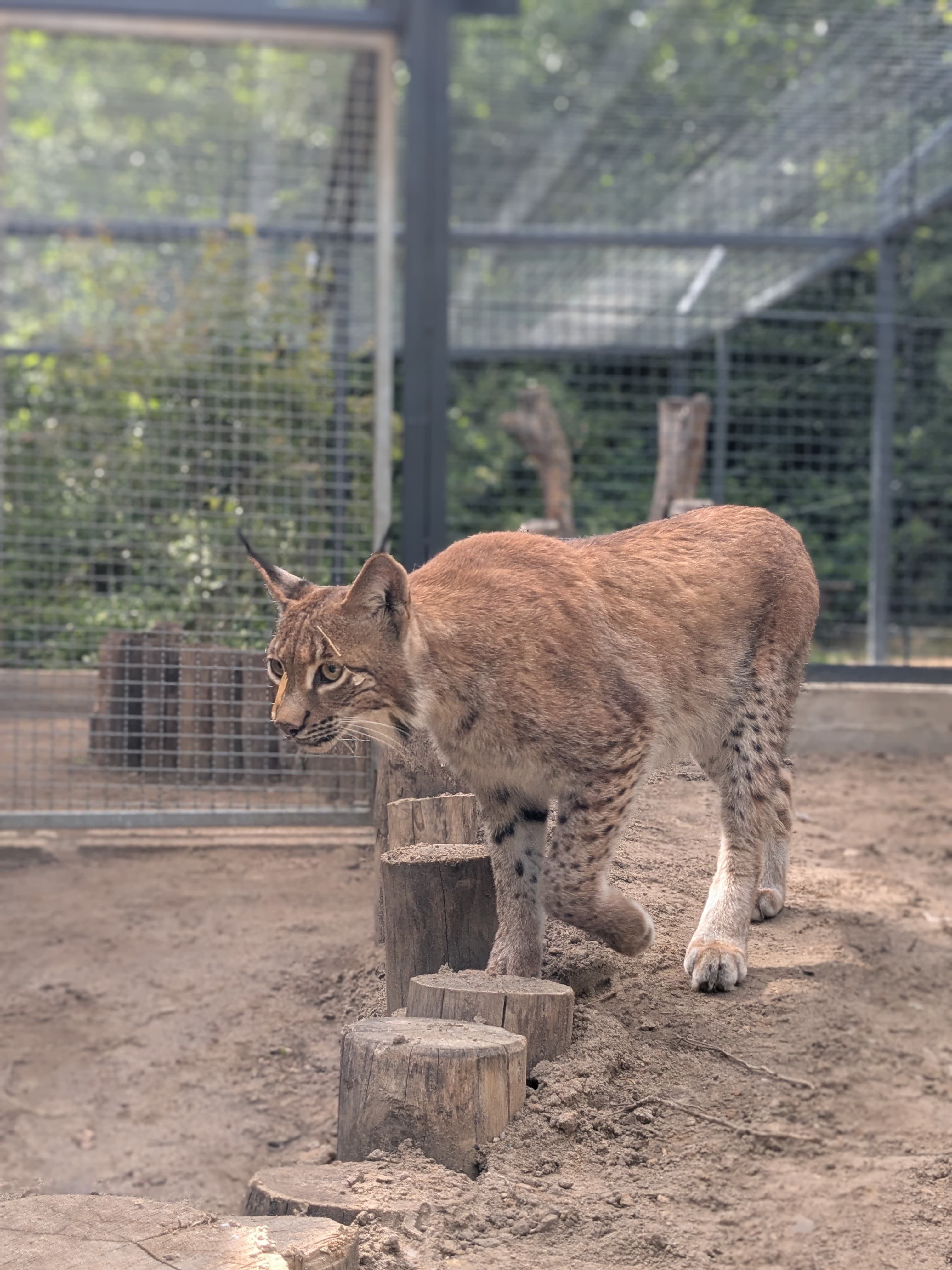 Mit Landeszootag am 10. Juli startet der Tiergarten sein Ferienprogramm