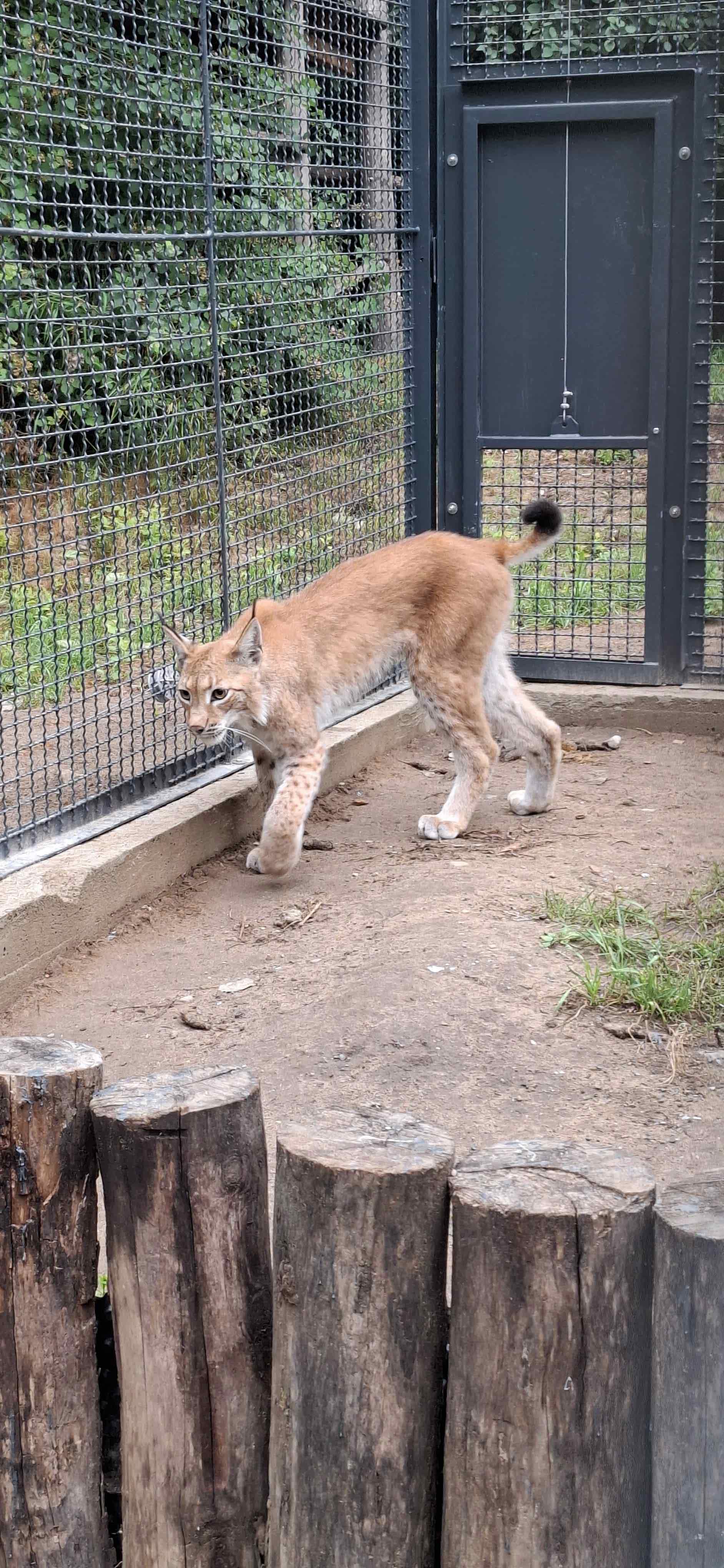 Mit Landeszootag am 10. Juli startet der Tiergarten sein Ferienprogramm Mit Landeszootag am 10. Juli startet der Tiergarten sein Ferienprogramm