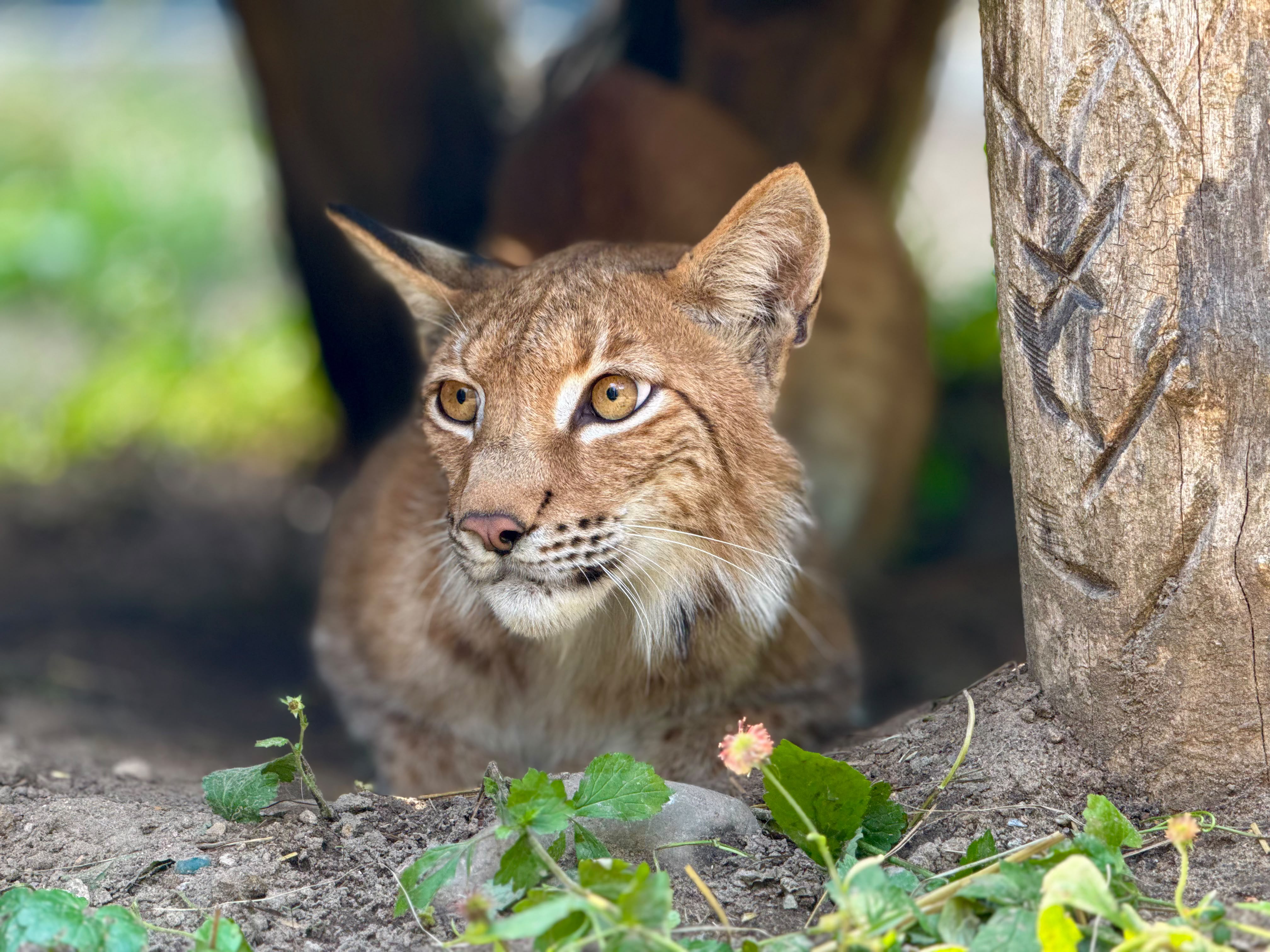 Tiertaufe im Tiergarten Neustrelitz: Unser Luchs heißt Streluchs