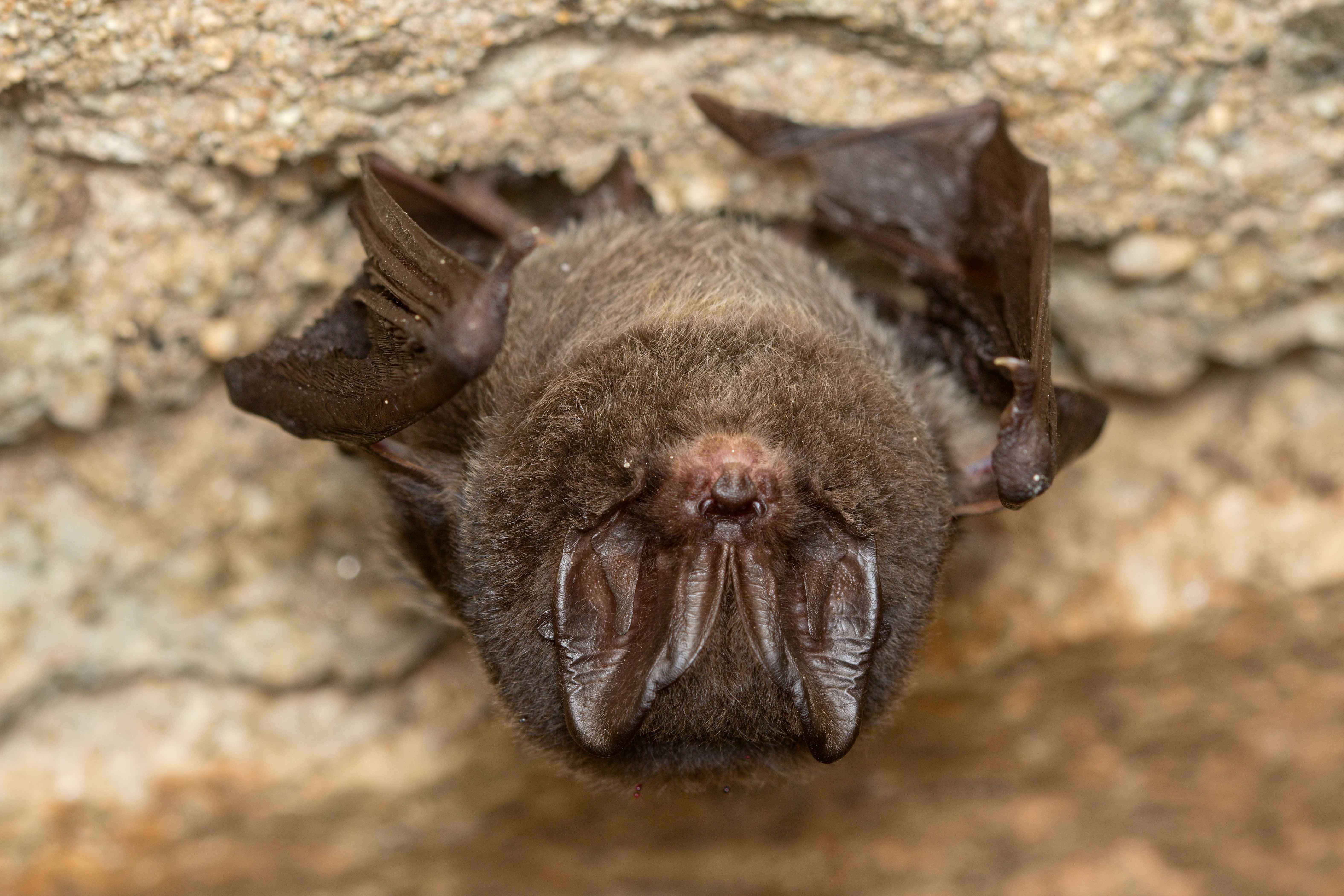 Batnight – Fledermäuse vor der Haustür erleben Batnight – Fledermäuse vor der Haustür erleben