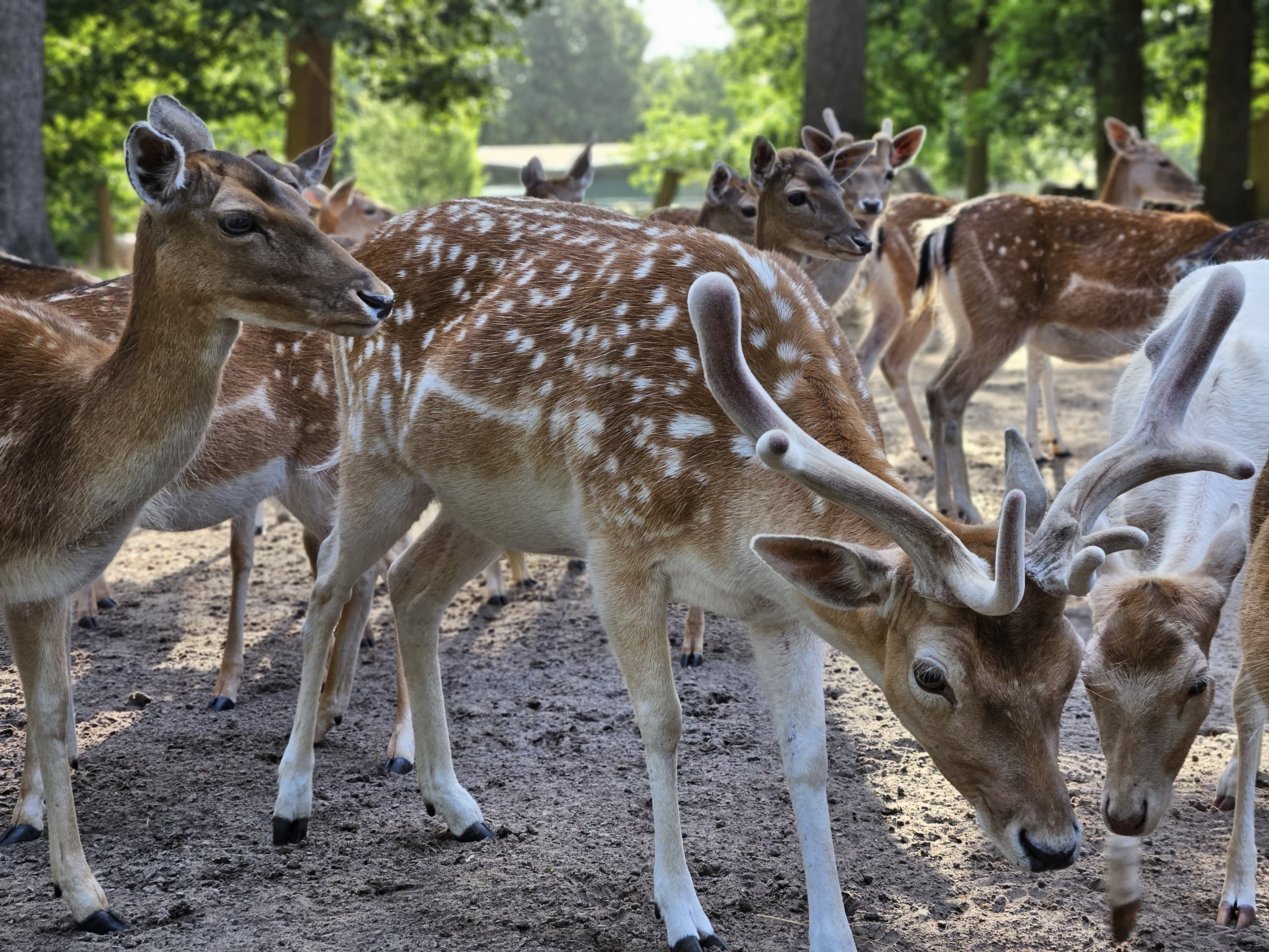 Kastanienaktion startet im Tiergarten Neustrelitz Kastanienaktion startet im Tiergarten Neustrelitz