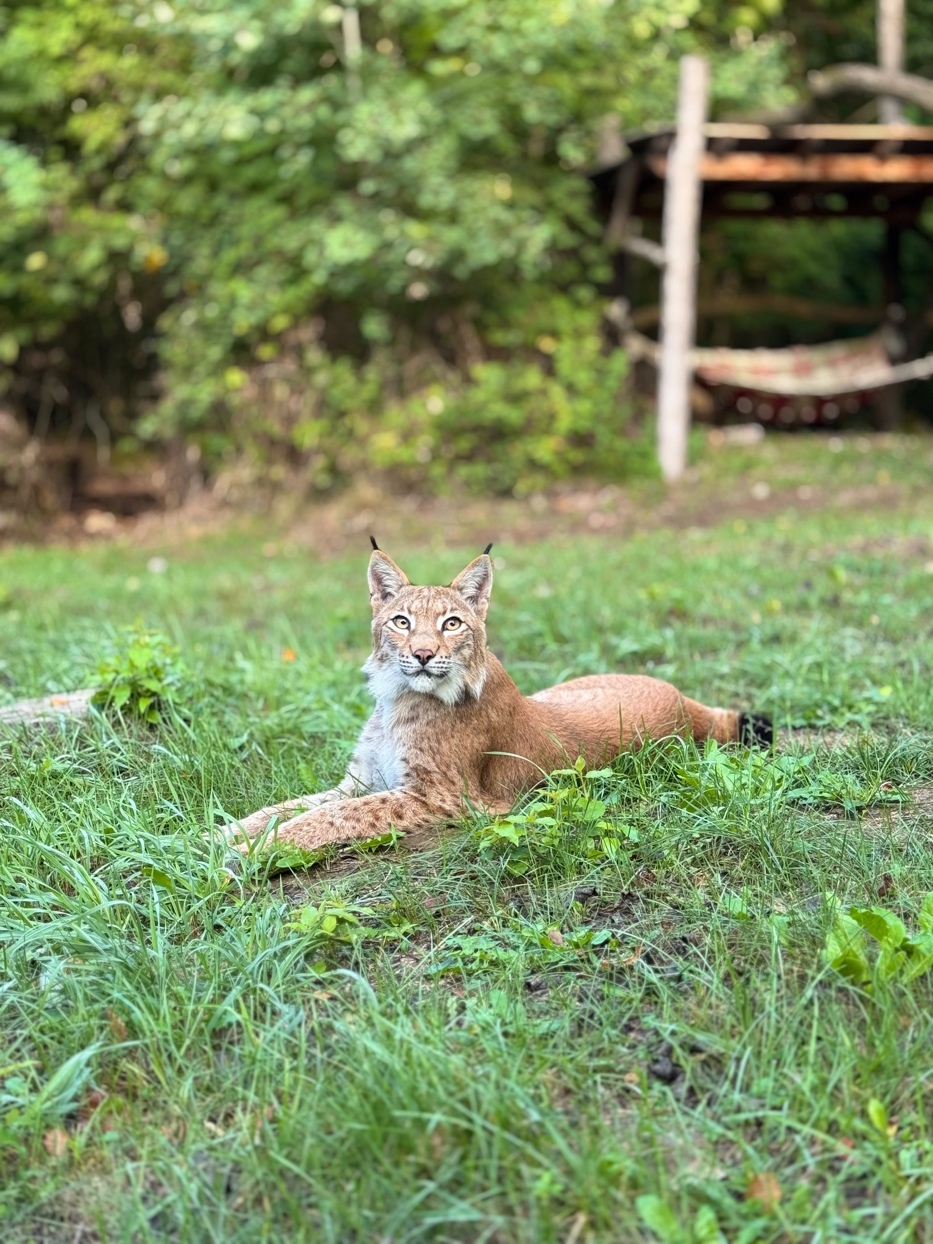 Luchs doch mal vorbei! Herbstferien im Tiergarten Neustrelitz Luchs doch mal vorbei! Herbstferien im Tiergarten Neustrelitz